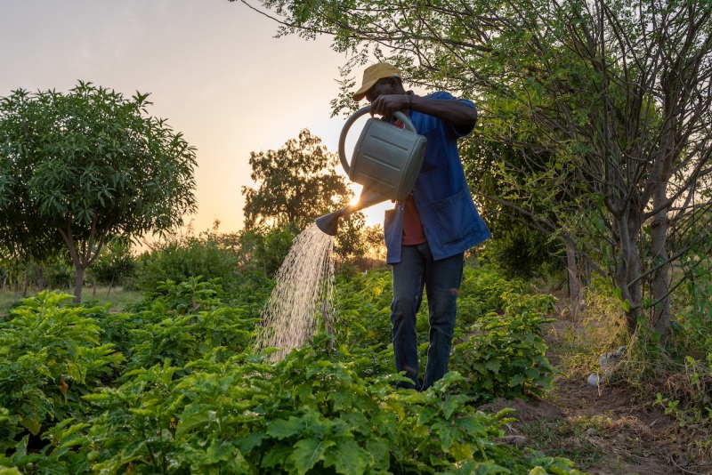 A man watering a crops with a watering can