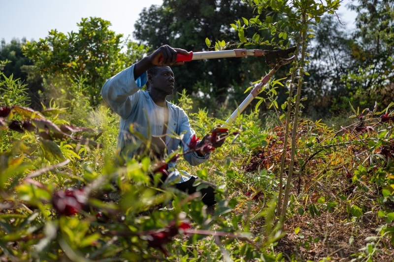 A man clips leaves from a shrub
